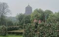 月季盛景扮靓鹰城（图）