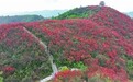 江西萍乡：漫山遍野映山红（图）
