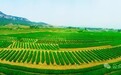 从“种得好”到“卖得俏”：岚山茶创新产业新叙事