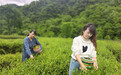 甘肃康县：绿染阳坝春茶香