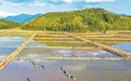 金溪县：中稻插秧（图）