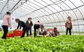 江西分宜：大棚蔬菜采收忙（图）