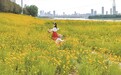 南昌：徜徉花海（图）
