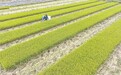 新余渝水区：农事忙（图）