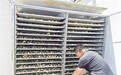 羊肚菌“链”上新技术　甘肃金塔书写致富“菇”事