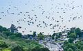 307.99万人次、同比增长10.64%！徐州“五一”战报