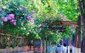 繁花映碧水 美景入画来