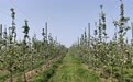 苹果园里疏花忙　甘肃泾川“智慧果园”孕育丰收希望
