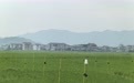 防控范围拓展至11市！江西水稻生产“头号害虫”防控工作再升级