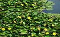 江西分宜：初夏至 睡莲开（图）