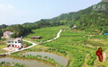 湖南湘乡：白田桑葚 甜蜜正当时