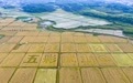 湖口县：油菜开镰收割（图）