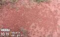 赣州一家具集聚区草堆现大量红火蚁 南康经开区管委会回应：已投药消杀