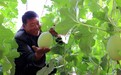 【甘快看】温室种植错季采摘　甘肃民勤蜜瓜种植农户收入翻倍