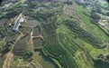 年产值超1200万元！九江柴桑区深化林改描绘生态共富画卷