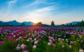 山东日照：芍药花开出暮春眷恋与初夏热情