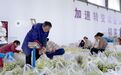 江西分宜：采收蔬菜供市场（图）