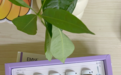 EMYA 晶钻乳霜上市 助力品牌焕肤布局升级 完善匀净焕肤矩阵