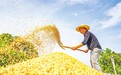 湖口县：千亩小麦收割忙（图）
