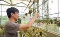 德兴的石斛花“花样”绽放（图）