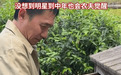 梁朝伟张曼玉干农活曝光 捡鸡蛋挖芋头乐在其中