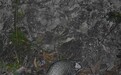 国际生物多样性日，看龙岗的神奇动植物在哪里！
