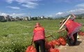 爱心接力暖斗门 受助瓜农赠瓜致敬一线工作者