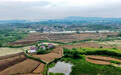 九江湖口：联村抱团兴薯业 科技赋能促增收