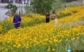 九江八里湖：金鸡菊盛放 邂逅初夏限定花海（图）