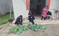 德兴市：发现这种“花”，举报奖励500元至30万元