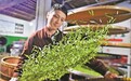 赣鄱山水育佳茗（图）