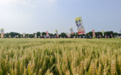22个新品种亮相彰显硬核实力！河南技丰种业2026小麦观摩会重磅启幕