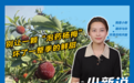 小新说：别让一颗“泡药杨梅”，坏了一整季的鲜甜