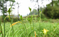 凉山美姑：北美黄花菜现代产业园管护有序 6月底将迎丰收