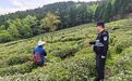 江西庐山：警务前移护茶香 擦亮致富“金叶子”