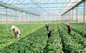 “金皇后”扎根家庭农场　甘肃临泽高原夏菜绘“丰”景