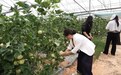 金溪特色果蔬采摘游“甜蜜”上线！游客：体验感满满，价格实惠