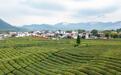 浮梁县：茶旅融合（图）