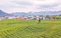 浮梁县：茶旅融合（图）