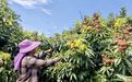 金融助“荔”乘风“出海”｜农行海口江东分行倾力护航三门坡荔枝香飘海外