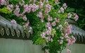 临沂：蔷薇花盛开出墙来