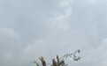 白鹿原网红“孤独树”被砍掉枝叶变“秃头”