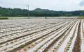 甘肃灵台300亩朝天椒移栽完成　致富“丰”景值得期待