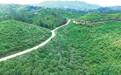 宁都县：栀子花开扮靓美丽乡村（图）