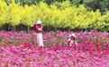 黄河岸边花如海　甘肃永靖初夏“醉”游人