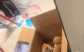 家具店老板回应“不惜拆掉墙和吊顶救出4只小猫”