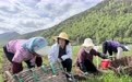 陇人骄子用“芯”选育13个新品种　“雪山粮”亩产翻番