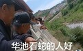 一河滩蛇群出没引围观　官方：有毒，捕获后放归山林