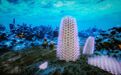 将苔藓动物起源向前推进至少5000万年！汉中最新发现