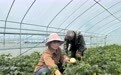 甘肃灵台增收有“蜜”方　聚宝“棚”甜瓜采摘忙